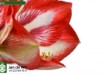 hippeastrum Pierrot (4)